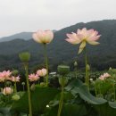 포도밭3길 네이버블로그