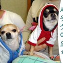 요고요고 이미지