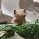 충식농장 | 크레스티드게코 누에 특식 급여 베이비 크레/3령누에 먹임