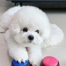 강아지톡 이미지