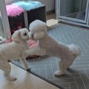 코코펫 살롱 호텔 이미지