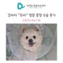 두리종합동물병원 | 철산 동물병원) 강아지 &#34;두리&#34; 항문 종양 제거 항문주위선종(선암종) 수술 후기
