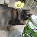 [장난감] 고양이 먹이퍼즐 노즈워크 하겐 캣잇 센시스 2.0 푸드트리 내돈내산 후기