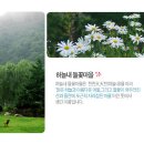 들꽃마을 이미지