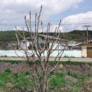 이안농장 이미지