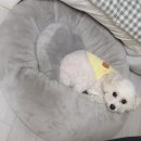 큐 떼구루 | 평일 일상 뉴진스 생일🎂 그리고 소정이 송별회🫶