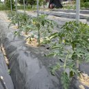 연곡농장 이미지