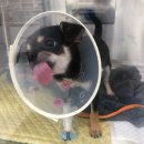 맘동물병원 이미지