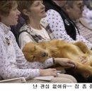 개팔짜상팔짜