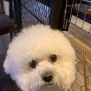 (주)피터펫 이미지