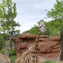 기린 고대농장 | 에버랜드 로스트밸리 후기