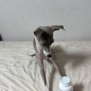 강아지랑 고양이 | 반려동물 장 건강 필수템｜비니백 플러스 강아지·고양이 유산균 솔직 후기