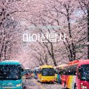 평생학습원 공용주차장 | 전북 진안 가볼만한곳 마이산 탑사 벚꽃 개화 실시간 후기