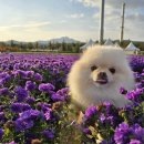 무궁화농원 | 가을 꽃의 향연, 양주 나리농원에서 만나는 천일홍과 핑크뮬리