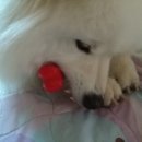땡큐마이독