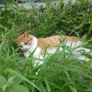 호랭이PC 이미지