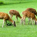 노루마당 이미지