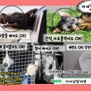 멍택시 이미지
