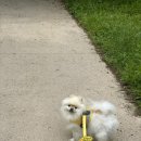 빙그루밍 이미지