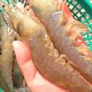 거북수산 네이버블로그