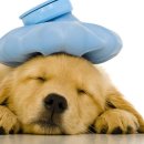 나음동물메디컬센터 이미지