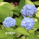 수국 폿트묘 판매(완료) 이미지