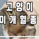이개 내고양이 이미지