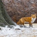 붉은여우