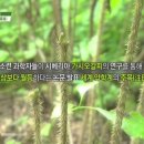화천가시오갈피농장 이미지