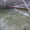 광어한마리 이미지