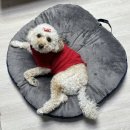 둥지발관리 이미지