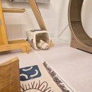 루루캣 | 대전 다묘가정 고양이호텔 패밀리룸 페르시안캣 호텔