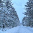 늘 푸른 나무 이미지