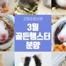 깃털동물상점