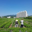 진호농장 이미지