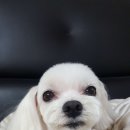 깡아지미용실 이미지