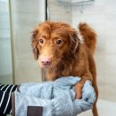 HI, MY DOG 이미지