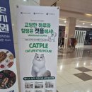 캣플 | 일산 고양이 카페 귀여움 한도 초과! 이색 데이트로 딱인 '캣플 일산탄현점' 솔직 후기