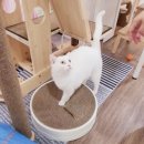 묘랑 고양이 전문호텔 이미지