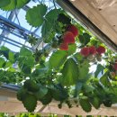 발전농장 | 아이와 대부도 체험 농장 추천 스마트팜