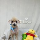 개털깎는마리오 이미지