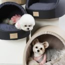 퍼피홀릭 이미지