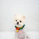 리리댕댕 이미지