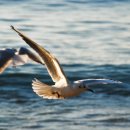 부산갈매기 이미지