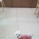 도도 Daum카페