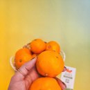 튼튼농장 | 그린향 터지는 유라실생 제주귤🍊 산지직송으로 온 올레귤밭절부암농장 감귤 후기