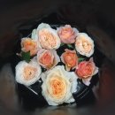 꽃보다예쁘개 이미지