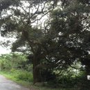 당산나무민박 이미지