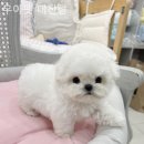 우아펫