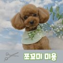 김세노 뷰티 펫 이미지